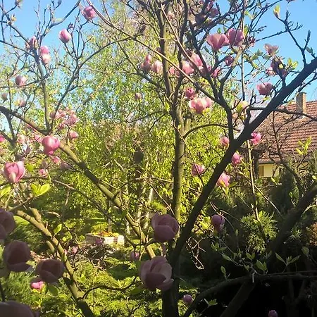 Oda ve Kahvaltı Business Club Selenca 4*